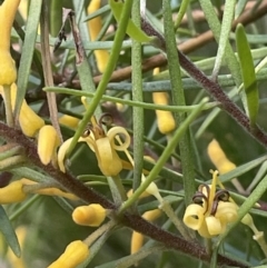 Persoonia linearis (Narrow-leaved Geebung) at Lower Boro, NSW - 2 Feb 2023 by JaneR