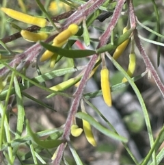 Persoonia linearis at Lower Boro, NSW - 2 Feb 2023