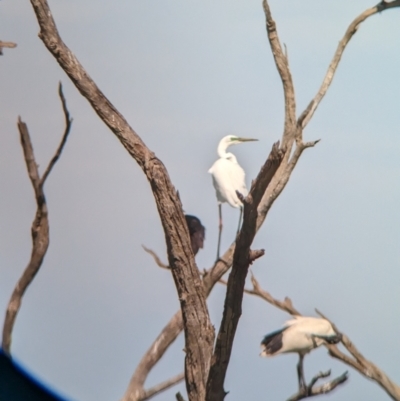 Ardea alba (Great Egret) at Lake Wyangan, NSW - 2 Feb 2023 by Darcy