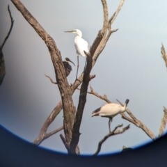 Ardea alba at Lake Wyangan, NSW - 2 Feb 2023 10:38 AM