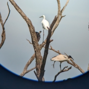 Ardea alba at Lake Wyangan, NSW - 2 Feb 2023