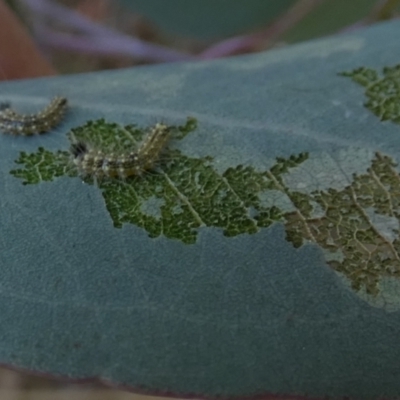 Uraba lugens (Gumleaf Skeletonizer) at Queanbeyan West, NSW - 2 Feb 2023 by Paul4K