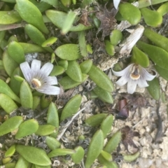Goodenia radicans (Shiny Swamp-mat) at Tarago, NSW - 2 Feb 2023 by JaneR