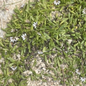 Goodenia radicans at Tarago, NSW - 2 Feb 2023