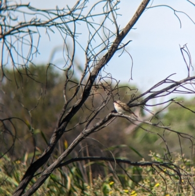 Chrysococcyx basalis (Horsfield's Bronze-Cuckoo) at Lake Wyangan, NSW - 1 Feb 2023 by Darcy