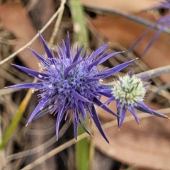 Eryngium ovinum (Blue Devil) at Latham, ACT - 3 Feb 2023 by trevorpreston