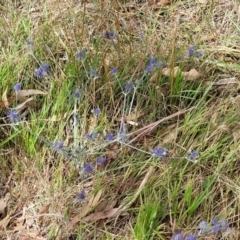 Eryngium ovinum at Latham, ACT - 3 Feb 2023