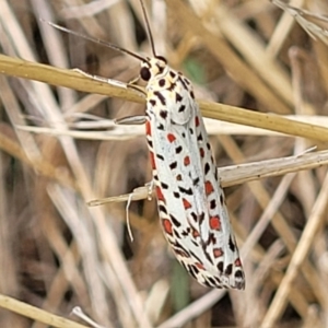 Utetheisa pulchelloides at Latham, ACT - 3 Feb 2023