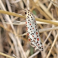 Utetheisa pulchelloides (Heliotrope Moth) at Latham, ACT - 3 Feb 2023 by trevorpreston