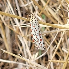 Utetheisa pulchelloides at Latham, ACT - 3 Feb 2023