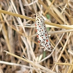 Utetheisa pulchelloides at Latham, ACT - 3 Feb 2023