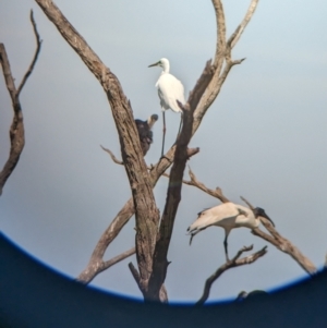 Threskiornis molucca at Lake Wyangan, NSW - 2 Feb 2023