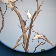 Threskiornis molucca at Lake Wyangan, NSW - 2 Feb 2023 10:38 AM