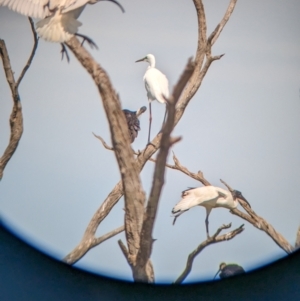 Threskiornis molucca at Lake Wyangan, NSW - 2 Feb 2023