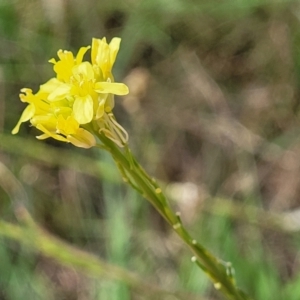 Hirschfeldia incana at Latham, ACT - 3 Feb 2023