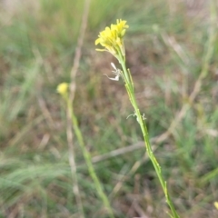 Hirschfeldia incana at Latham, ACT - 3 Feb 2023