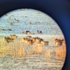 Anas castanea (Chestnut Teal) at Nericon, NSW - 2 Feb 2023 by Darcy