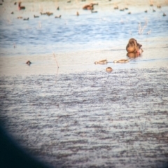 Malacorhynchus membranaceus (Pink-eared Duck) at Nericon, NSW - 2 Feb 2023 by Darcy