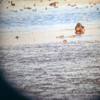 Malacorhynchus membranaceus (Pink-eared Duck) at Nericon, NSW - 2 Feb 2023 by Darcy