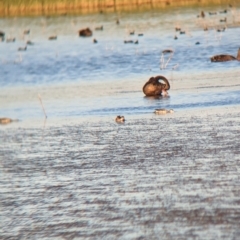 Cygnus atratus (Black Swan) at Nericon, NSW - 2 Feb 2023 by Darcy