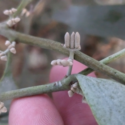 Amyema quandang var. quandang (Grey Mistletoe) at Nericon, NSW - 2 Feb 2023 by Darcy