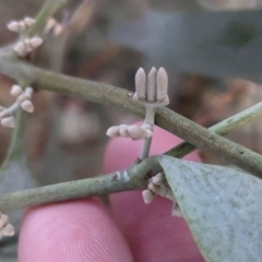 Amyema quandang var. quandang (Grey Mistletoe) at Nericon, NSW - 2 Feb 2023 by Darcy