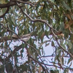 Microeca fascinans (Jacky Winter) at Galore, NSW - 3 Feb 2023 by Darcy