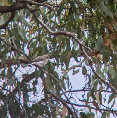 Microeca fascinans (Jacky Winter) at Galore, NSW - 2 Feb 2023 by Darcy