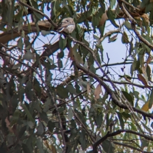 Microeca fascinans at Galore, NSW - 3 Feb 2023 10:29 AM