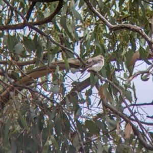 Microeca fascinans at Galore, NSW - 3 Feb 2023 10:29 AM