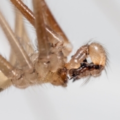 Pholcus phalangioides (Daddy-long-legs spider) at QPRC LGA - 30 Jan 2023 by MarkT