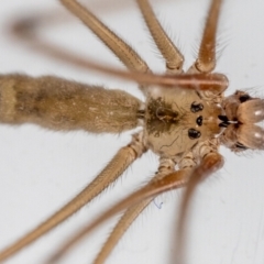 Pholcus phalangioides at Jerrabomberra, NSW - 30 Jan 2023