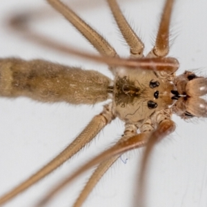 Pholcus phalangioides at Jerrabomberra, NSW - suppressed