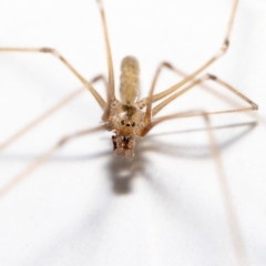 Pholcus phalangioides at Jerrabomberra, NSW - 30 Jan 2023