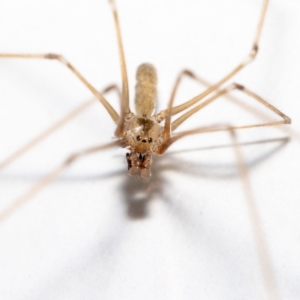 Pholcus phalangioides at Jerrabomberra, NSW - suppressed