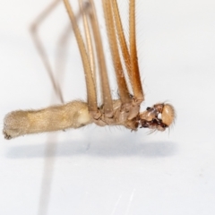 Pholcus phalangioides at Jerrabomberra, NSW - 30 Jan 2023