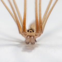 Pholcus phalangioides at Jerrabomberra, NSW - 30 Jan 2023