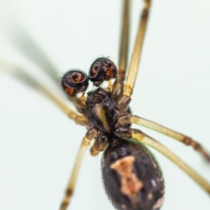 Latrodectus hasselti at Jerrabomberra, NSW - suppressed