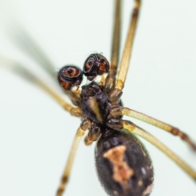 Latrodectus hasselti (Redback Spider) at QPRC LGA - 2 Feb 2023 by MarkT