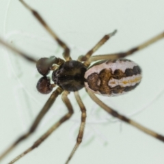 Latrodectus hasselti at Jerrabomberra, NSW - suppressed