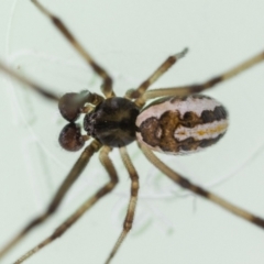 Latrodectus hasselti at suppressed - 2 Feb 2023
