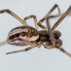 Latrodectus hasselti at Jerrabomberra, NSW - suppressed