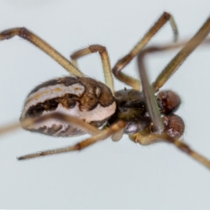 Latrodectus hasselti at suppressed - 2 Feb 2023