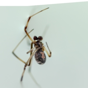 Latrodectus hasselti at Jerrabomberra, NSW - suppressed