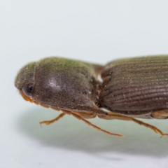 Monocrepidus sp. (genus) (Click beetle) at Jerrabomberra, NSW - 1 Feb 2023 by MarkT