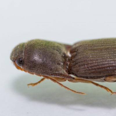 Monocrepidus sp. (genus) (Click beetle) at QPRC LGA - 1 Feb 2023 by MarkT