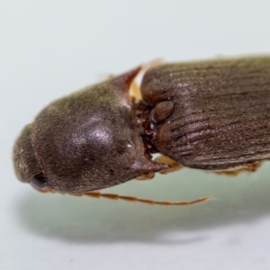 Monocrepidius (genus) at Jerrabomberra, NSW - 2 Feb 2023 09:15 AM