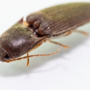 Monocrepidius (genus) at Jerrabomberra, NSW - 2 Feb 2023 09:15 AM