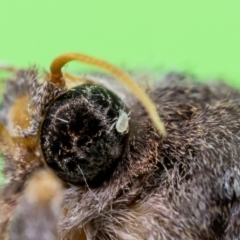 Unidentified Mite and Tick (Acarina) at Jerrabomberra, NSW - 1 Feb 2023 by MarkT