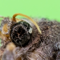 Unidentified Mite and Tick (Acarina) (TBC) at Jerrabomberra, NSW - 1 Feb 2023 by MarkT